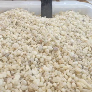 Hojari frankincense, medium-sized whole grains
